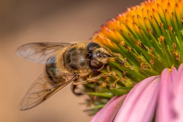 Foto op Canvas Hoverfly © Mark
