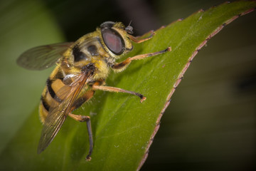 Batman Hoverfly