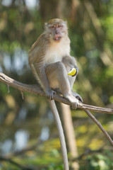 Portrait of macaque monkey in thailand