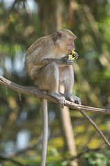 Portrait of macaque monkey in thailand