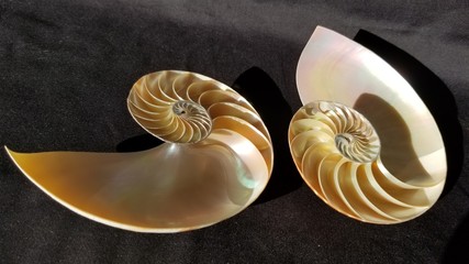 Chambered nautilus shell sections isolated on black background