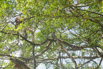 Portrait of macaque monkey in thailand