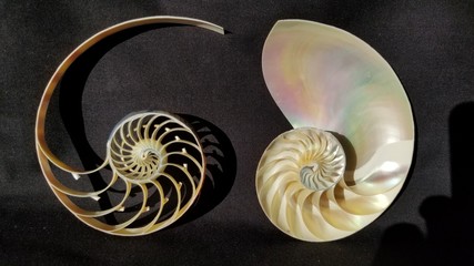 Chambered nautilus shell sections isolated on black background