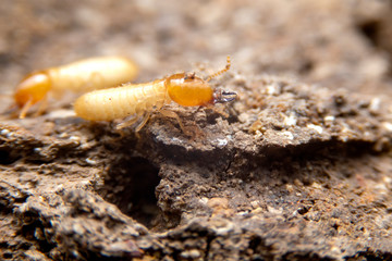 Close up of the small termite on decaying timber. The termite on the ground is searching for food to feed the larvae in the cavity.