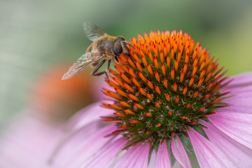 Coneflower (ECHINACEA PURPUREA) with Deadhead Hoverfly