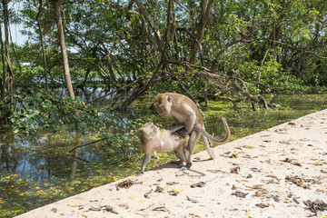 Portrait of macaque monkey in thailand