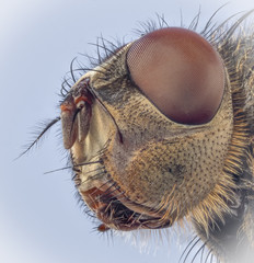 Fototapeta premium Housefly