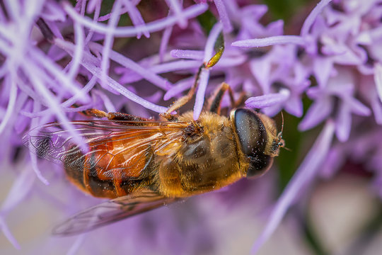 Florea Bilder – Durchsuchen 477 Archivfotos, Vektorgrafiken und Videos ...