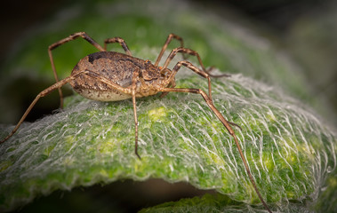 Harvestman (Opilion)