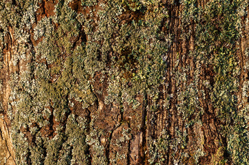 Hardwood moss covered bark