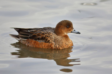 Eurasian Wigeon or  Widgeon (Mareca penelope) female. Duck is swimming in the water. Close-up portrait of a duck