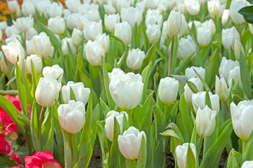 Close fresh white tulip in field. Tulips in spring time