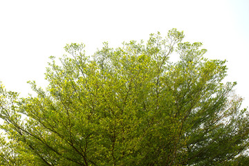 Green leaves on white background