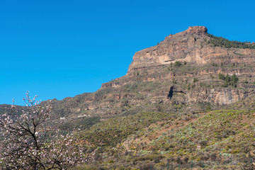Fototapeta na wymiar Landscape in Gran Canaria showing mountains and specific vegetation