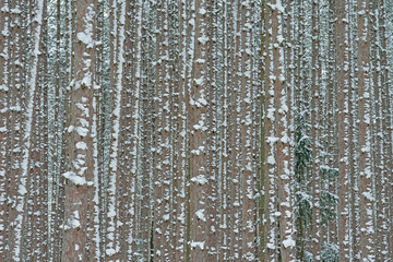 Landscape of winter red pine forest flocked with fresh snow, Yankee Springs State Park, Michigan, USA