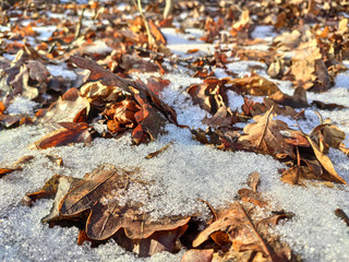 Melting snow on brown leaves forest on sunny day