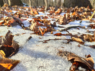 Melting snow on brown leaves forest on sunny day
