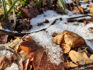 Melting snow on brown leaves forest on sunny day