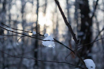 Melting spring time snow on tree branch close-up