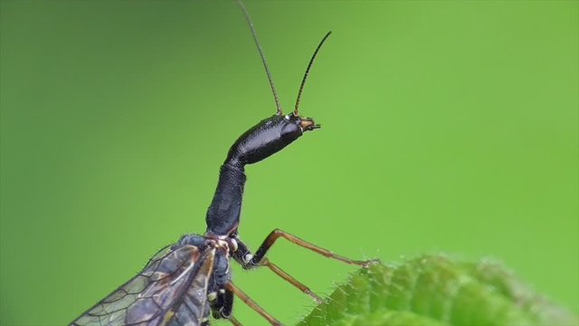 Kamelhalsfliege