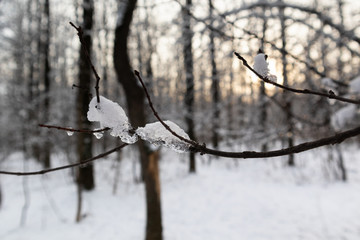Melting spring time snow on tree branch close-up
