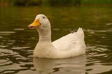 Large White Aylesbury Pekin Peking Duck Goose Low level water view with white plumage and yellow beaks and bills group flock photo