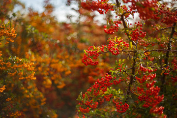 Rowan Tree Branch With Berries In The Garden