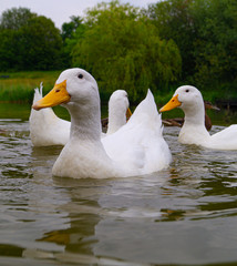Large White Aylesbury Pekin Peking Duck Goose Low level water view with white plumage and yellow beaks and bills group flock photo