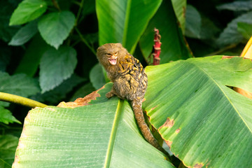pygmy marmosets
