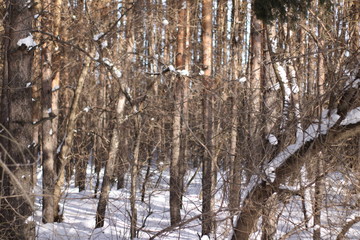 trees in winter