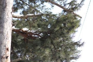 bird on branch