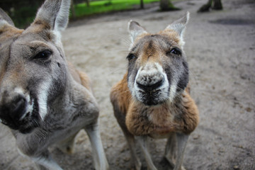 Fototapeta premium Kangaroo