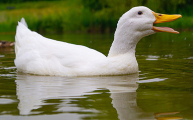 Large White Aylesbury Pekin Peking Duck Goose Low level water view with white plumage and yellow beaks and bills group flock photo