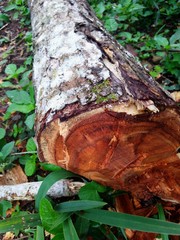 trunk of a tree