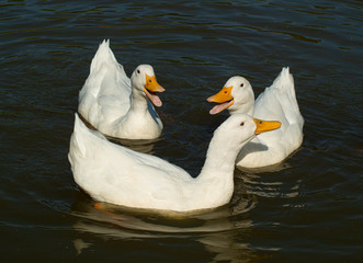 Large White Aylesbury Pekin Peking Duck Goose Low level water view with white plumage and yellow beaks and bills group flock photo