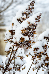 Snow covers a dormant hydrangea blossom in a garden in Wisconsin