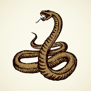 brown snake coiled, striking pose clip art preview