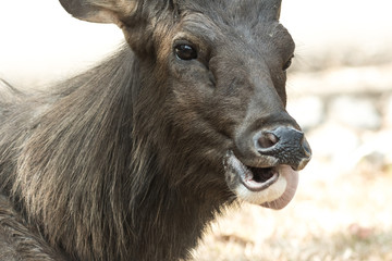 Sambar deer