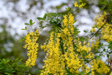 Tree with yellow flowers of Laburnum anagyroides, the common laburnum, golden chain or golden rain, in full bloom in a sunny spring garden, beautiful outdoor floral background