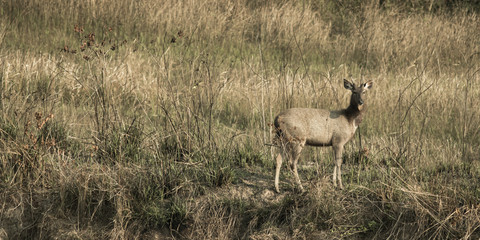 The sambar deer