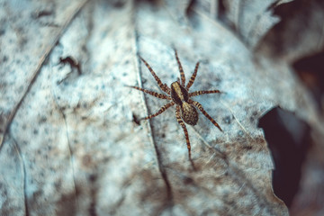 A top view on a on a leaf sitting spider 
