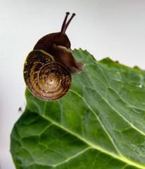 snail on leaf