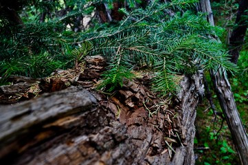 Lush Pine Closeup