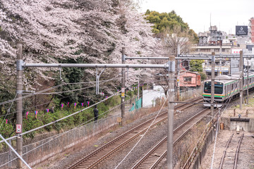 Tokyo, Japan - March 29, 2019: The front of the train platform is full of cherry blossoms,Cherry blossoms of Asukayama Park. Is famous cherry blossom viewing spots in Tokyo, Japan.