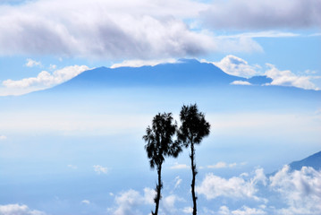Sugar palm trees with clear blue sky background - summer season 