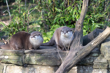 Asian small-clawed otter 