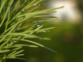 needles of a young Christmas tree in summer, close-up