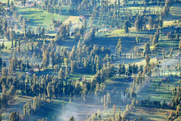 Aerial Landscape Natural Scene of Pine tree forests in the morning with fog and misty on the pine tree at cemoro lawang of Bromo mountain , Indonesia 