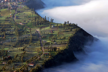 Landscape natural scene of Pine tree forests and a little house in the morning with many fog and sunlight on the pine tree at cemero lawang of Bromo mountain national parks , Indonesia