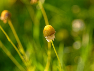 chamomile without petals in the garden, Russia